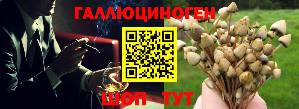 Тында  Псилоцибиновые грибы мицелий  Вход с VPN 